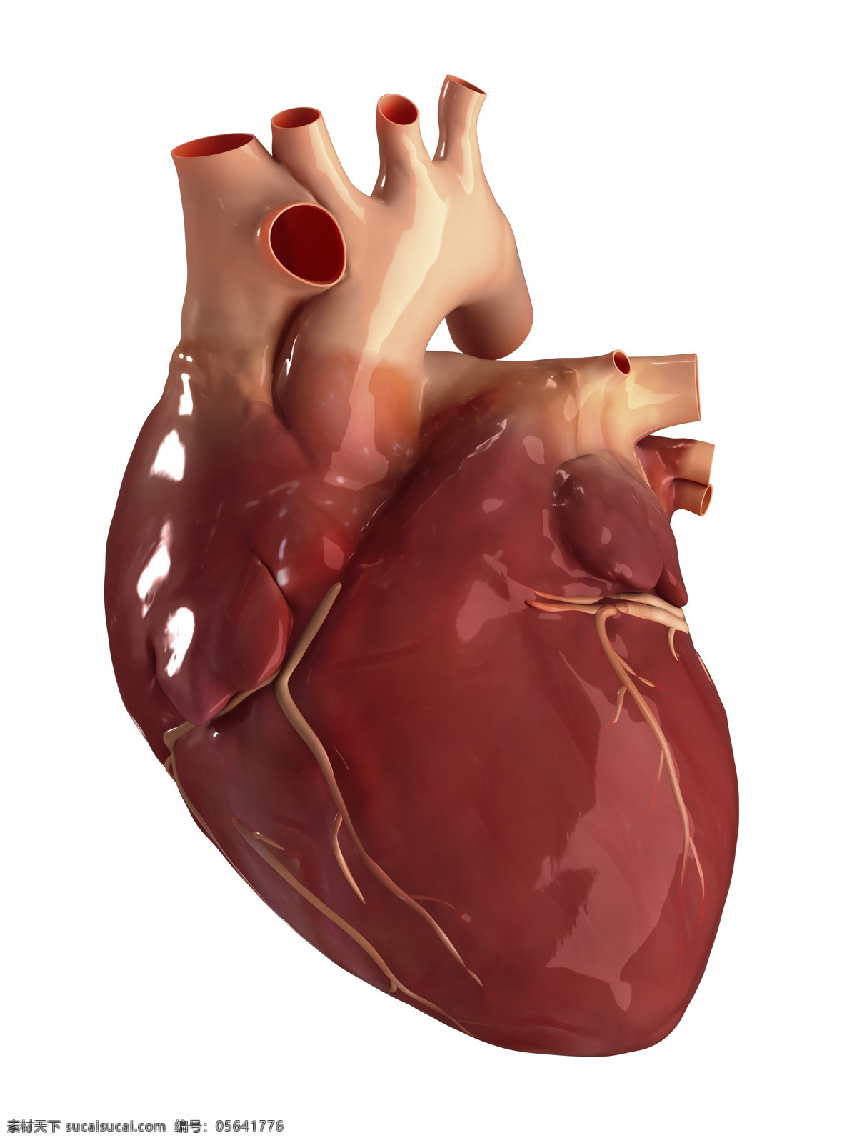 心脏 器官 模型 心脏器官 心脏模型 人体器官 医疗科学 医学 人体器官图 人物图片