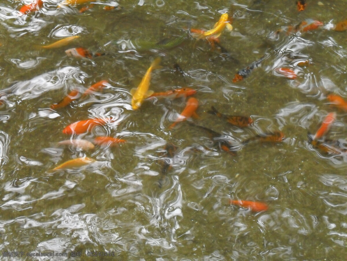 金鱼 锦鲤 清水 生物世界 鱼 鱼类 观裳鱼