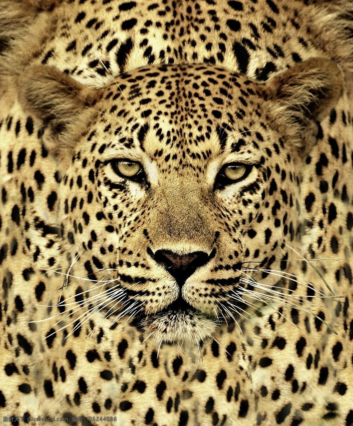数码豹子 数码 豹 印花 动物 生物世界 野生动物
