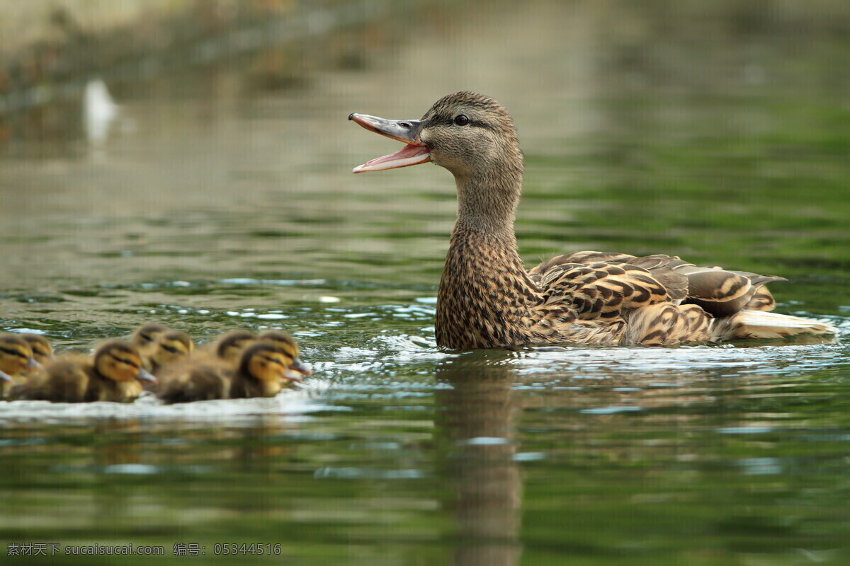 可爱 鸭 妈妈 带 小 鸭子 物 家禽 水面 湖面