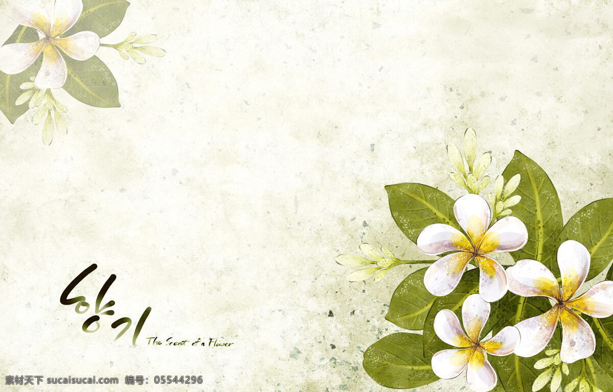 纯洁 白色 韩国 花朵 背景