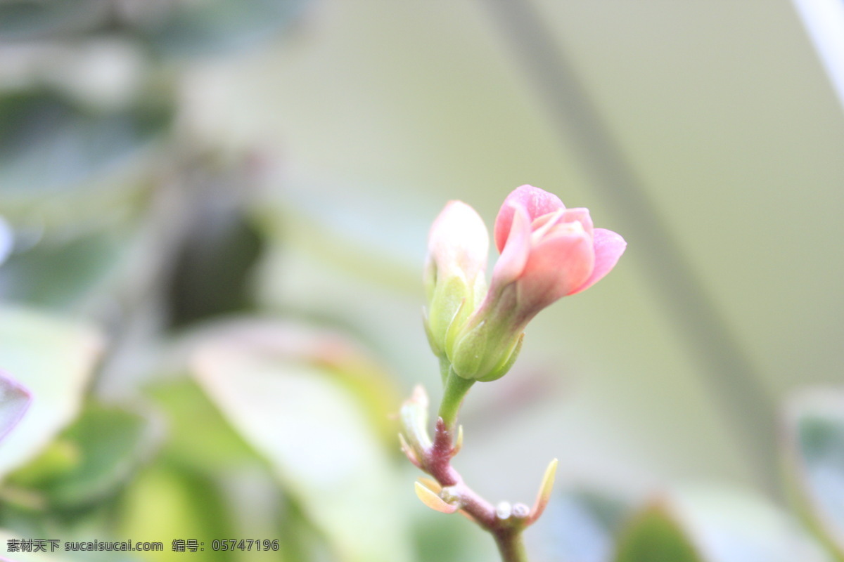 花朵 春天 粉红 花草 花蕾 生物世界 微距 花儿初放 psd源文件