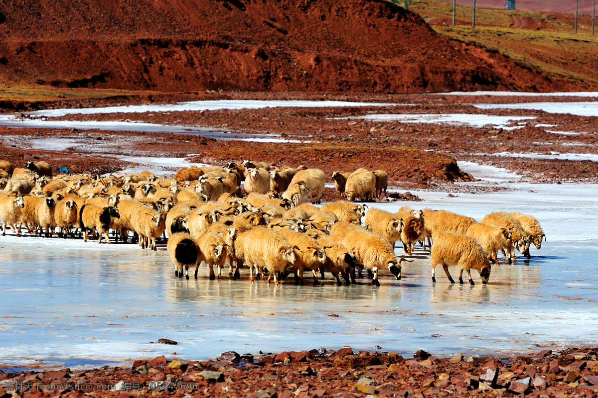 可可西里 藏 绵羊 藏绵羊 山坡 西藏风光 安详的西藏 藏羊 蓝天白云 美丽的西藏 生物世界 家禽家畜
