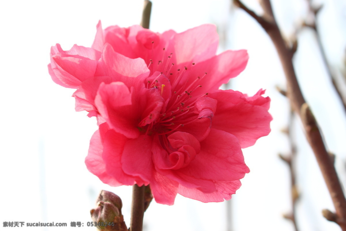 桃花 桃花运 植物 花园 桃红 美丽 花朵 桃花园 春天 花香 花瓣 微距摄影 开花 花草 生物世界 白色