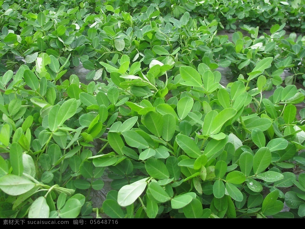 花生 花生地 生物世界 蔬菜 摄影图库 自然景观 田园风光