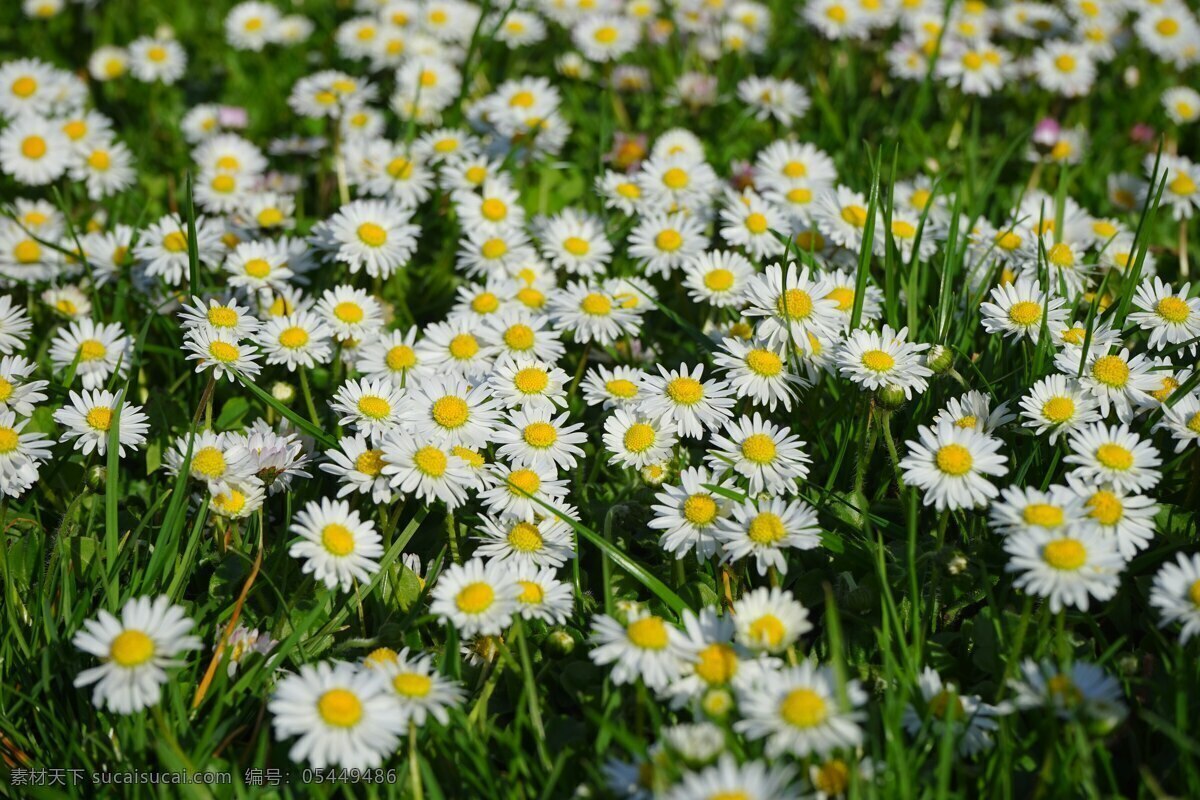 雏菊 美丽的蹴鞠 菊花 秋菊 夏菊 鲜花 花卉 花朵 花瓣 生物世界 花草