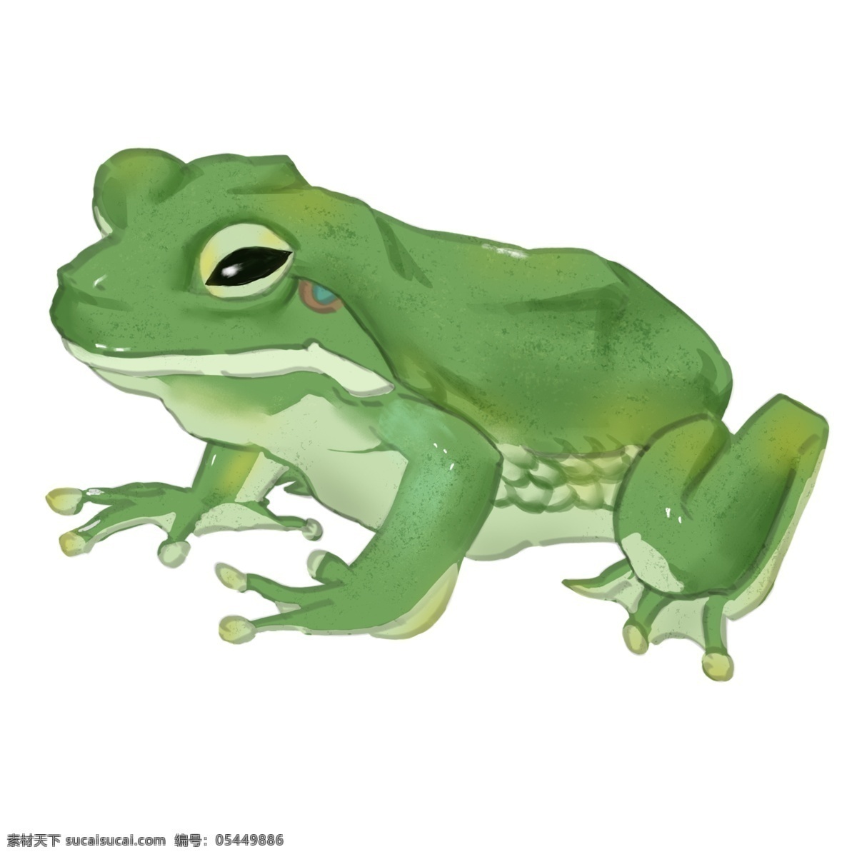 动物绿色青蛙 青蛙 绿色 动物