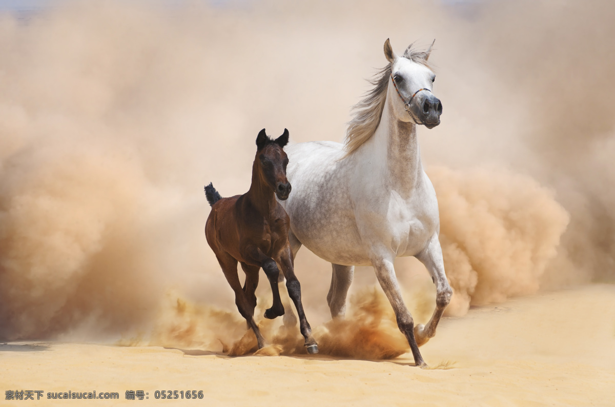 奔跑 中 大小 马驹 中的 大小马驹 沙漠 沙灰烟 滚滚 家禽家畜 生物世界