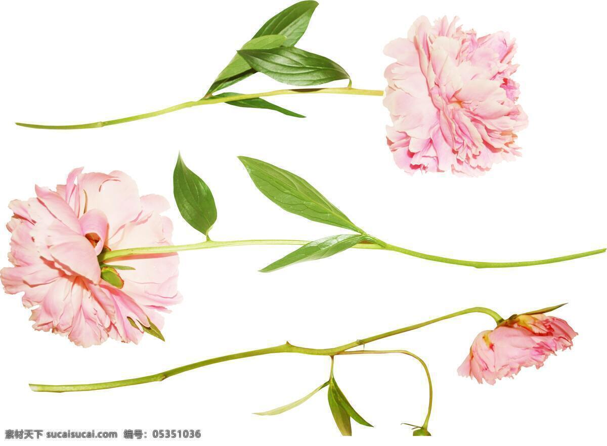 清晰的花卉 写真花 好扣 长条花 花卉 花朵 唯美 清爽 文化艺术 绘画书法