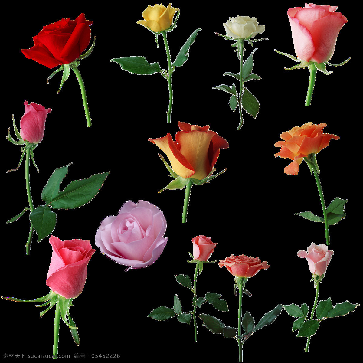 各种 颜色 玫瑰花 透明 红色 粉红色 黄色 香槟 透明素材 免扣素材 装饰图片