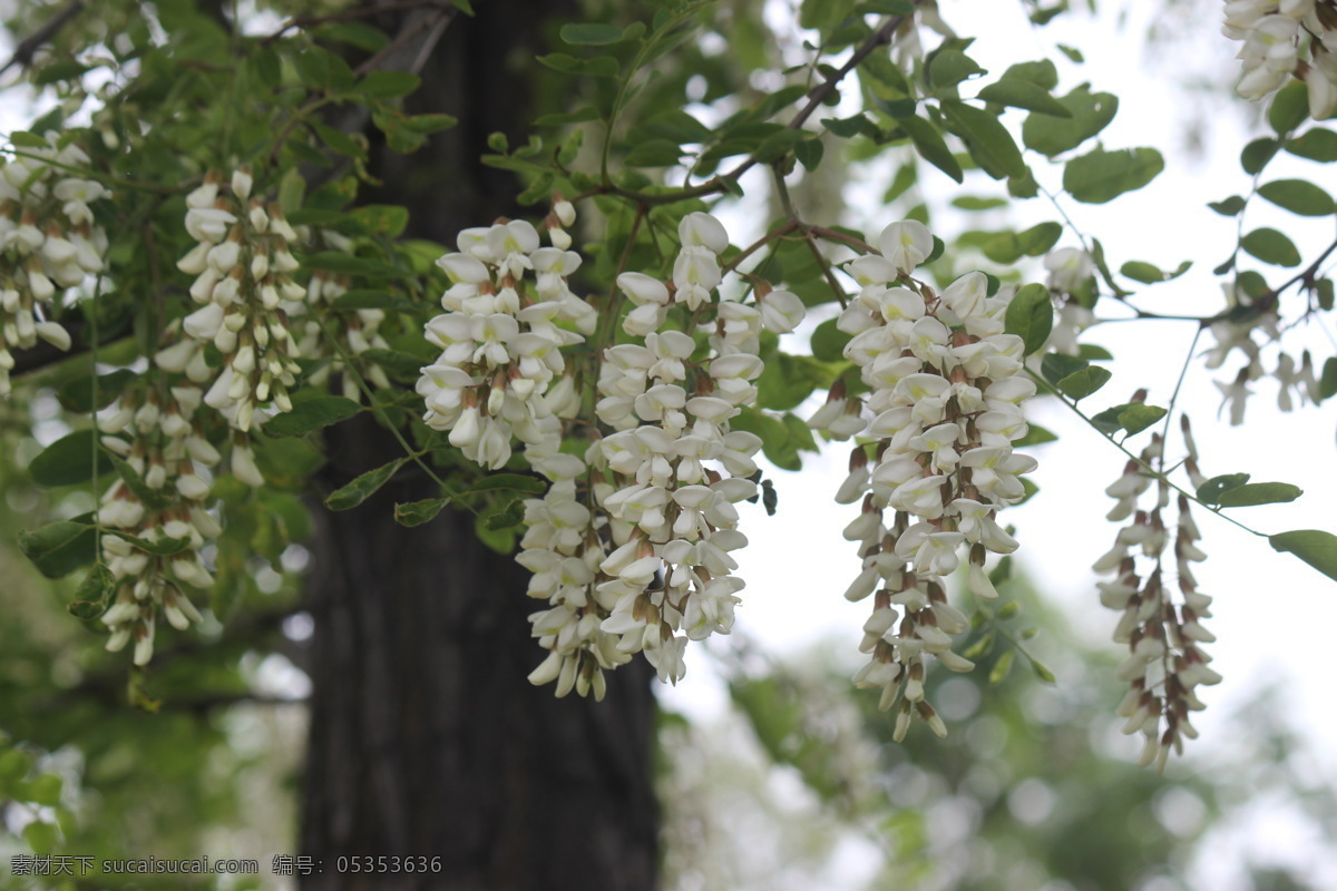 槐花 白槐花 槐花素材 槐花花朵 槐花图 花草 生物世界 白色