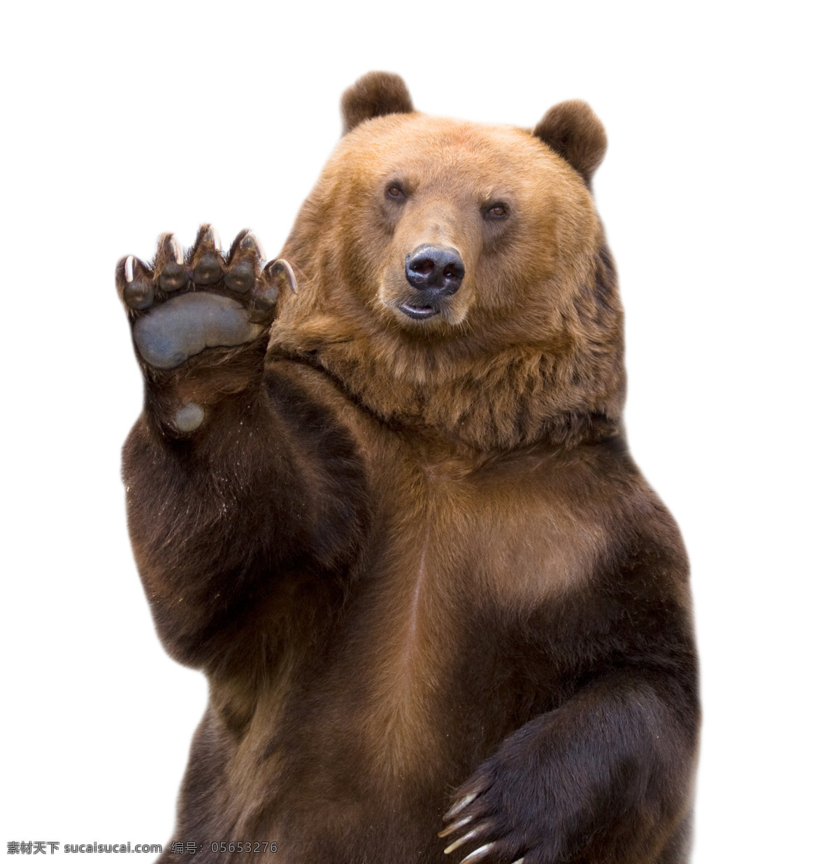 直立 熊 动物素材 摄影素材 动物图片 野生动物 陆地动物 生物世界