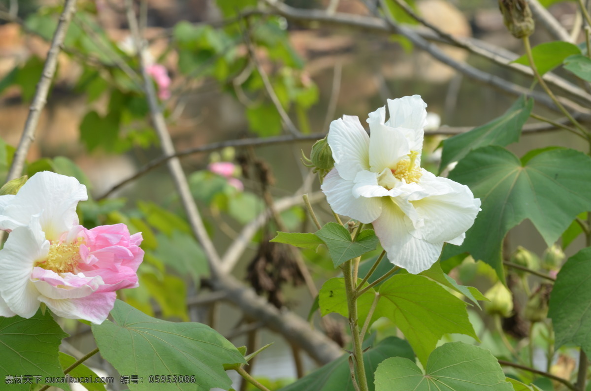 芙蓉花 粉红色花 白色花 花蕾 绿叶 花草 生物世界