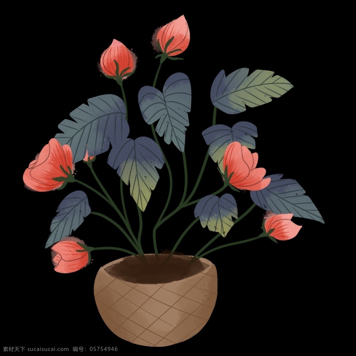 盆栽 蔷薇 花朵 品红 绿植 植物 科属 绿色 枝头 花骨朵 含苞待放 叶子 花盆 器皿 蓝色 墨色 一品红