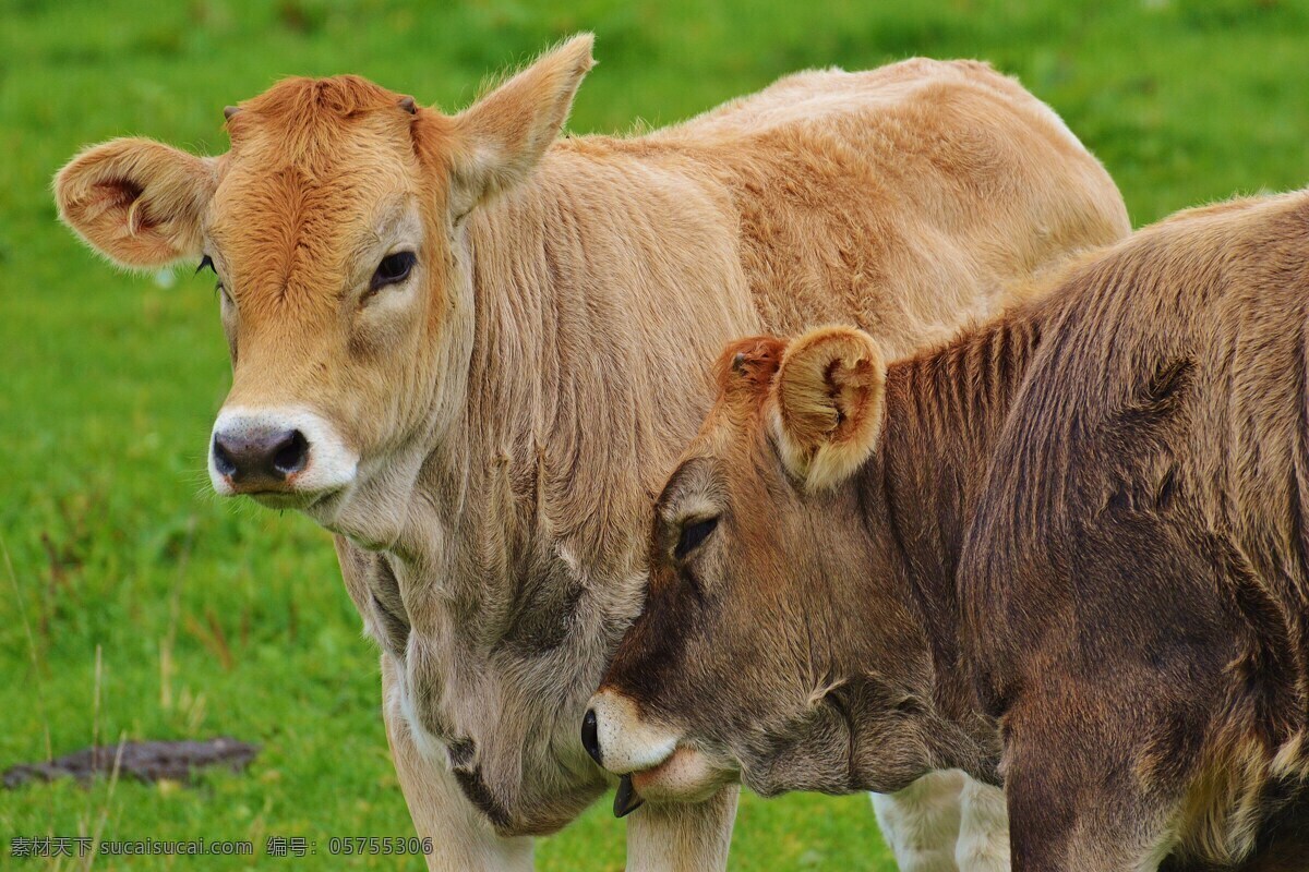 农场里的牛 水牛 奶牛 肉牛 牛群 牛羊 畜牧业 畜牧 黄牛 小黄牛 养殖场 养牛场 生物世界 家禽家畜