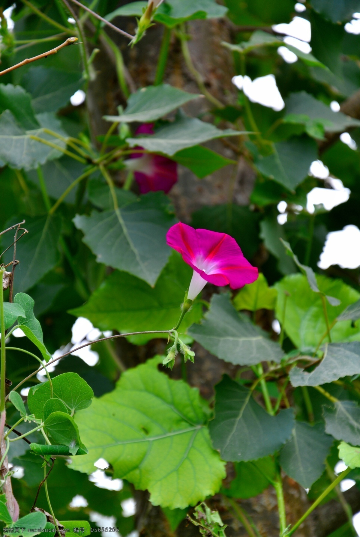 牵牛花 红牵牛花 红花 绿叶 花草 花卉 生物世界