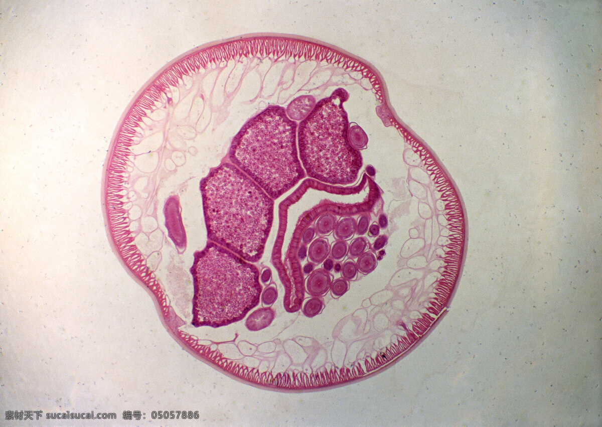 紫色细胞结构 细胞结晶图片 紫色 细胞 结构 微观世界 细胞单元 结晶 灰色