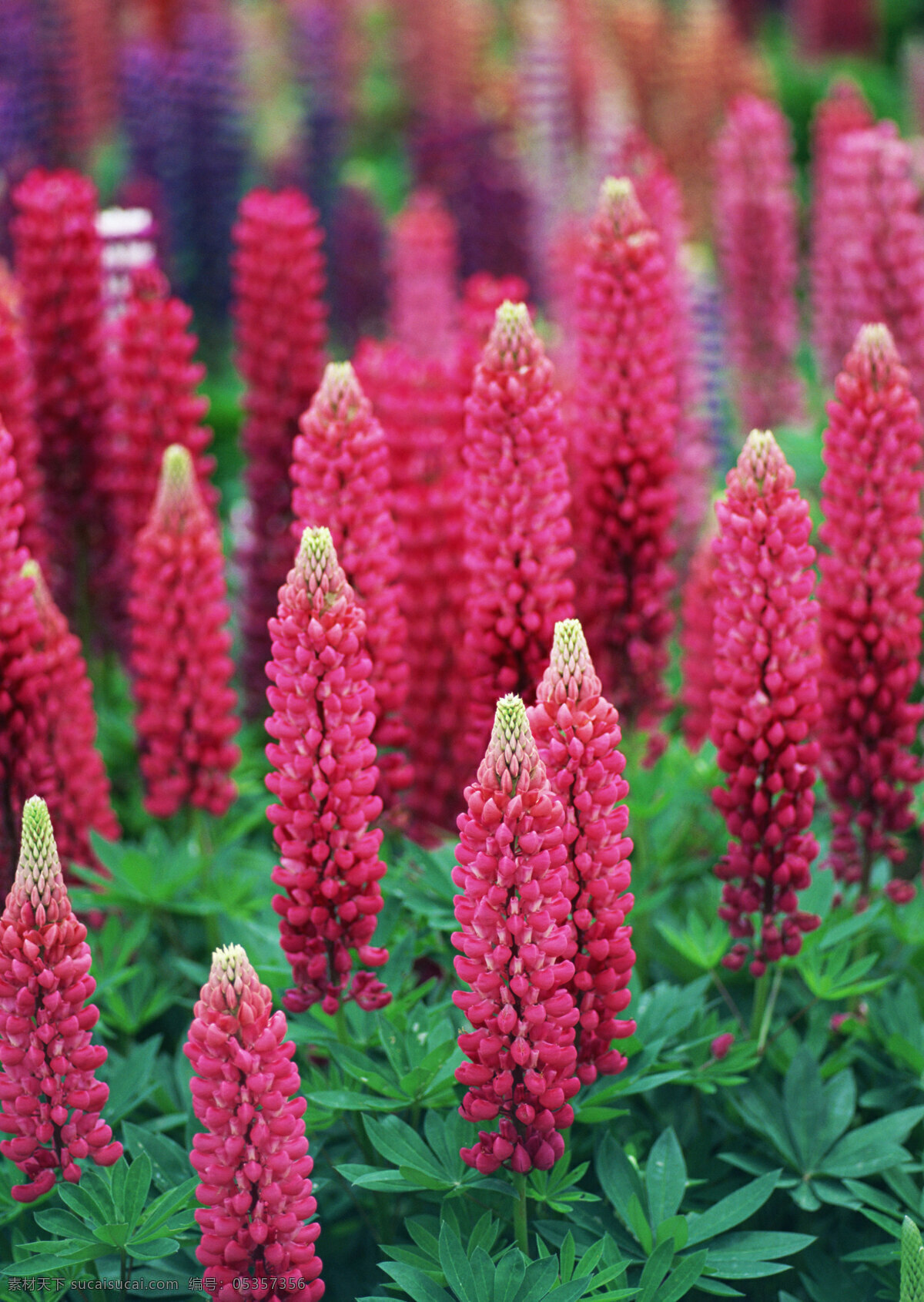 花 花束 一串红 唇花 唇形花 红花 唇形科 生物世界 花草 红色