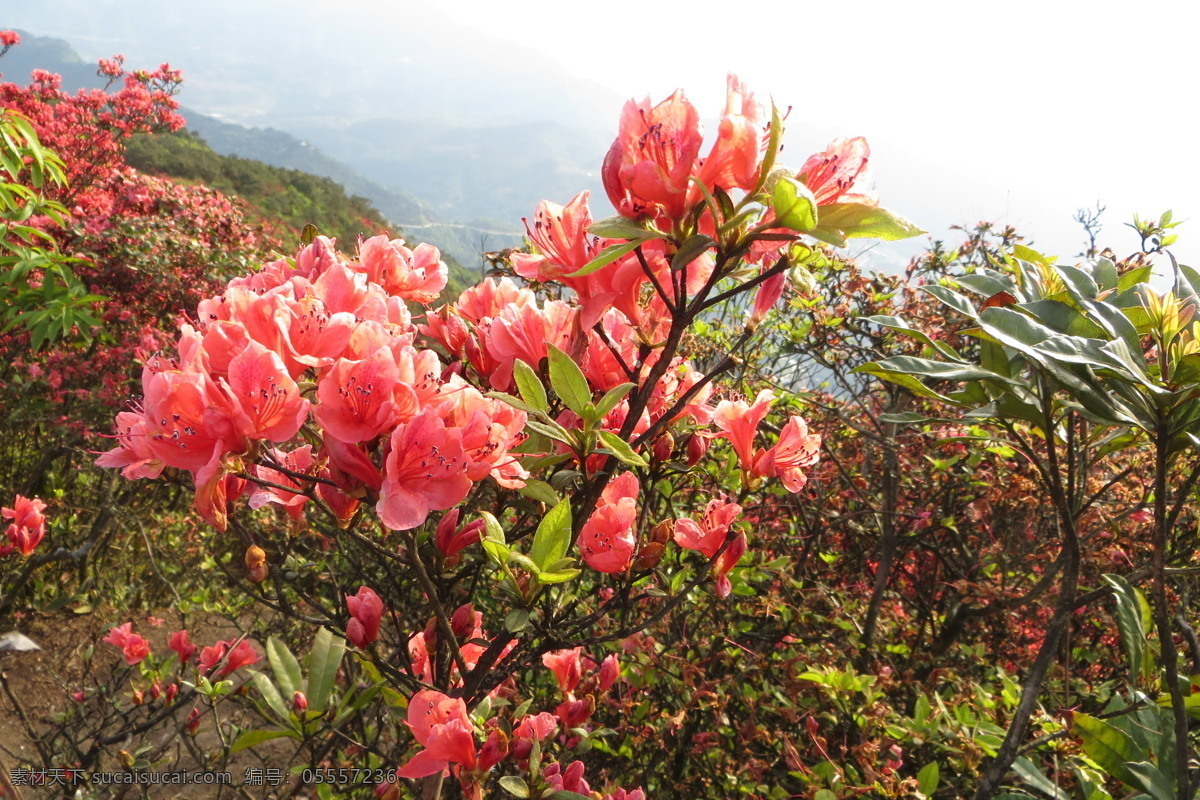 映山红 杜鹃 花 花海 美景 大自然风景 花草 生物世界 白色