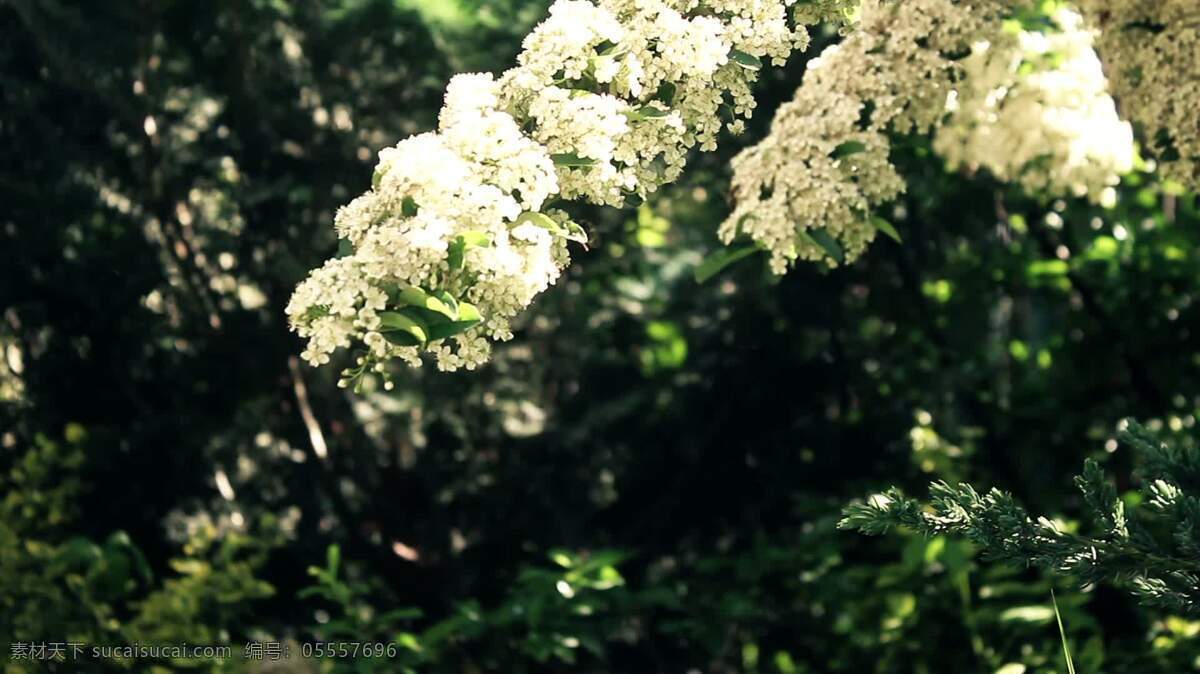 花园的角落 自然 植物 叶 花 开花 白色 花蜜 春天 花园 灌木 树 园艺