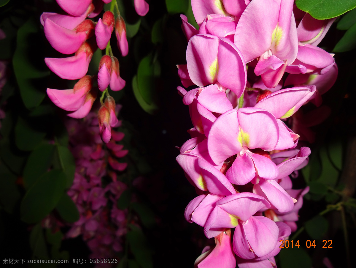 红槐花 红 槐花 夜色 下 红花 红色 花朵 绿叶 观赏植物 花草 生物世界 黑色