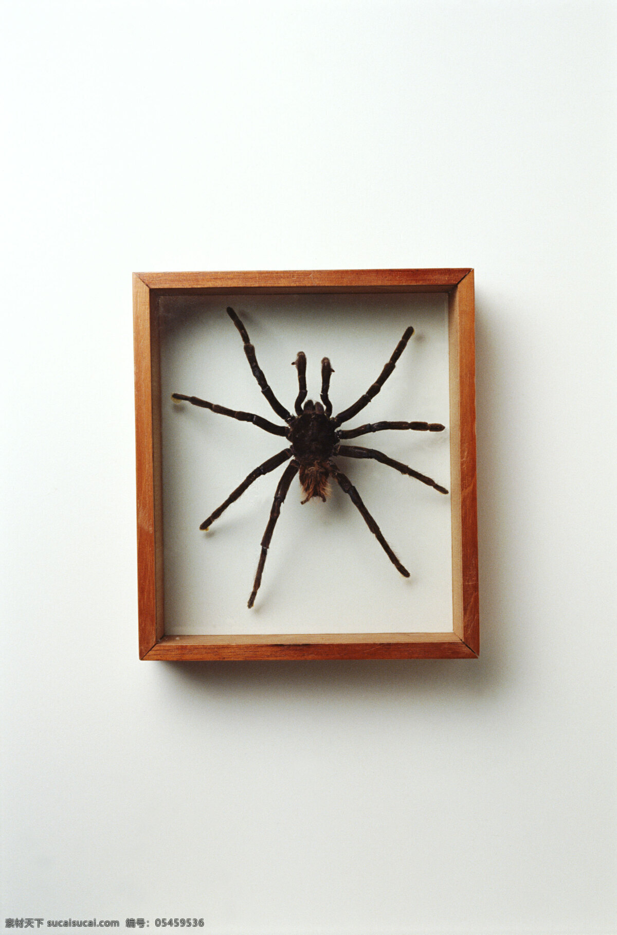 相框 蜘蛛 设计素材 模板下载 相框蜘蛛 生活百科 生活用品 设计图库 300 白色