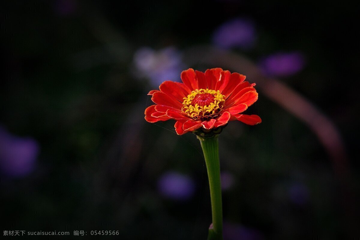 高清 红色 百日 草 花卉 花朵 花草 红花