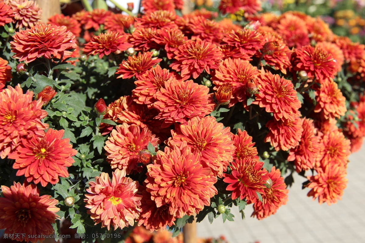 菊花 寿客 金英 黄华 秋菊 陶菊 日精 女华 延年 隐逸花 花卉 花瓣 花蕊 植物 花草 生物世界