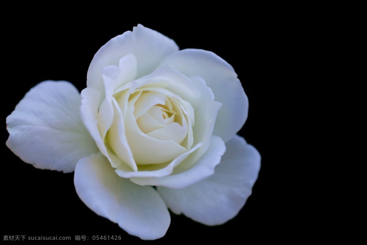 薔薇玫瑰花 薔薇花 粉色花朵 蔷薇 红花 绿叶 花草 玫瑰花 花朵 鲜花 情人节 快乐情人节 喜庆玫瑰花 花草树木 玫瑰花图片 薔薇 生物世界