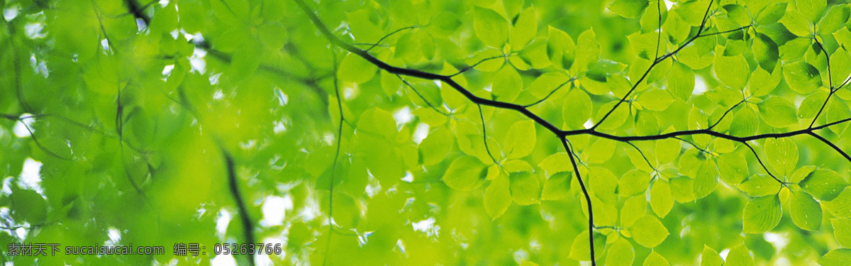 花纹 边框 花簇 绿色 花框 装饰 元素 底纹 壁纸 大气 小清新 植物 春天 夏天 展板 背景底纹 底纹边款 宣传单 绿色元素 高清 唯美 绿色背景底纹 装饰素材大全 小元素 新鲜 透气 背景 图案 淘宝背景 免扣