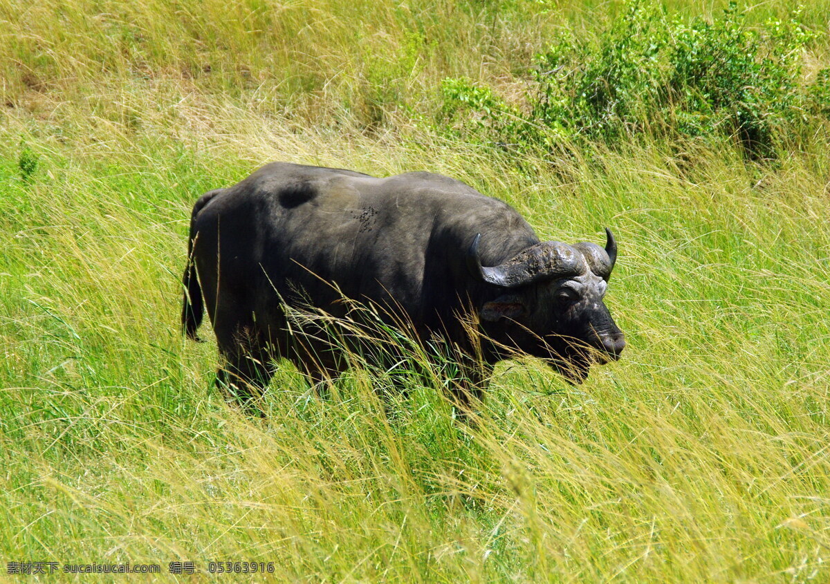 非洲 野生 水牛 高清 南非野生动物 南非 野生动物