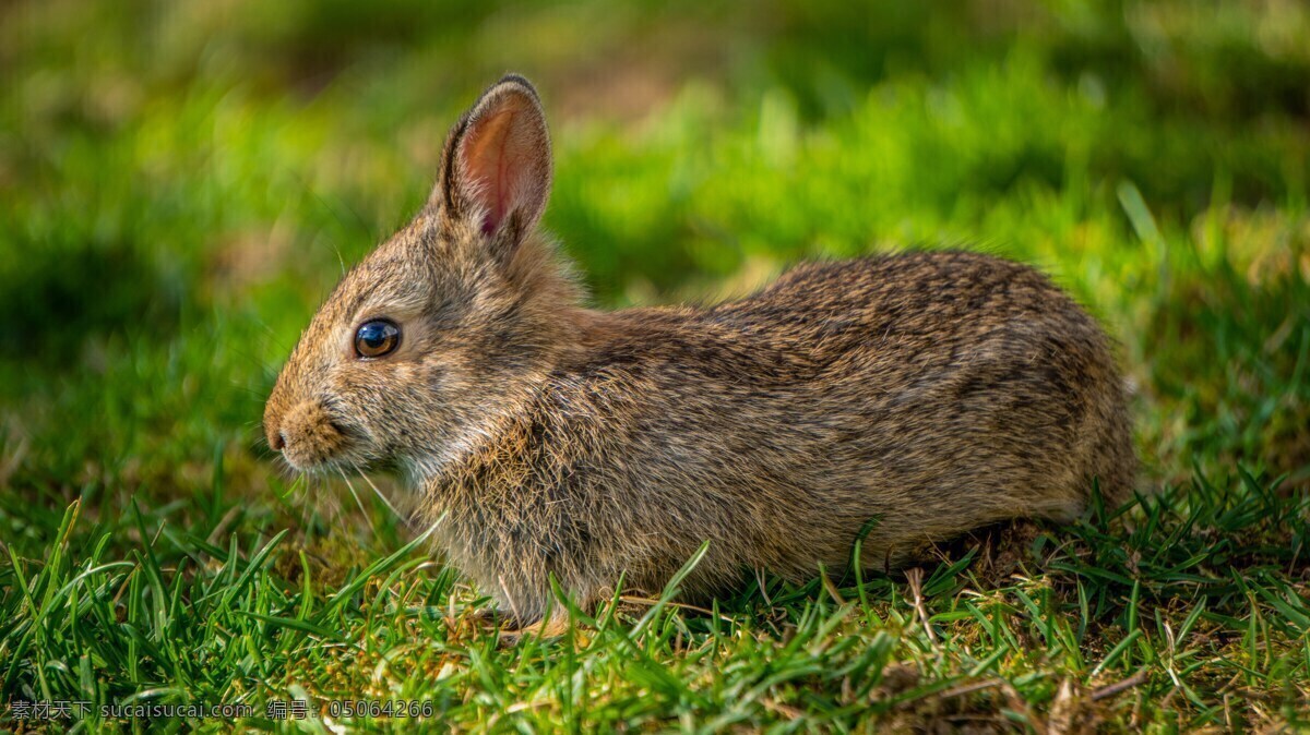兔 兔子 春天 动物 自然 农场 农村 畜牧业 大自然 家禽家畜 家禽 棕兔 彼得兔 生物世界