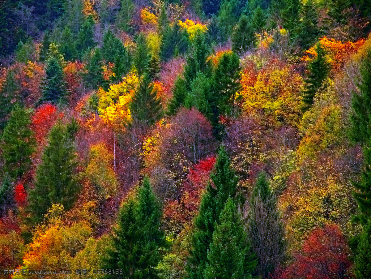 五花山 林 风景图片 秋天 森林树木 绿树秋叶 五花山林 山水风景 自然景观