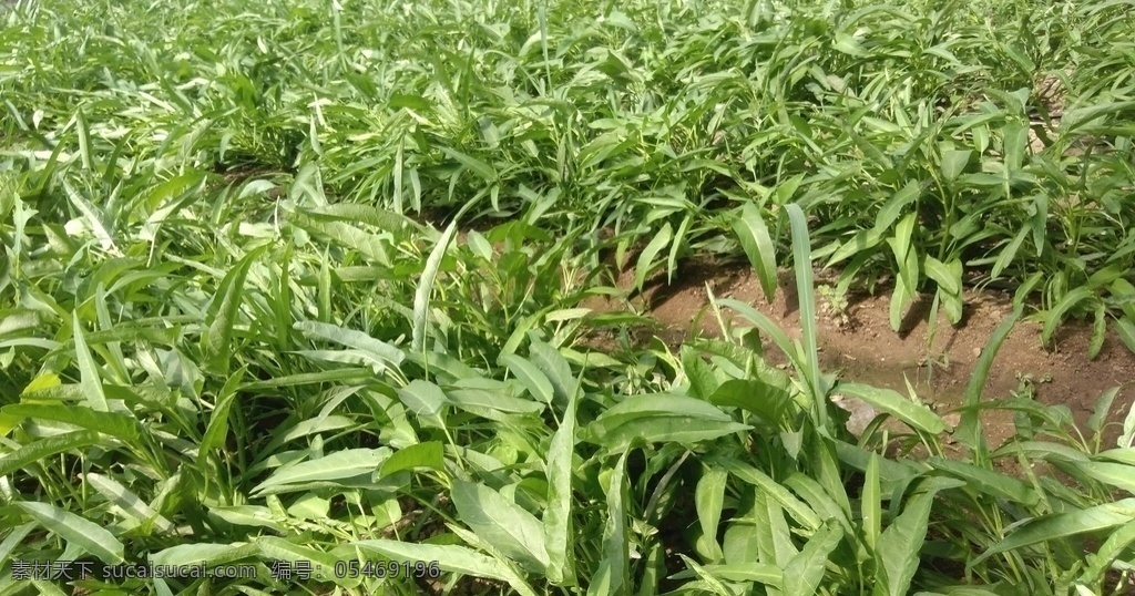 空心菜 蔬菜 有机 绿色 无公害 有机蔬菜 健康 安全 营养 美味 食材 植物 生物世界