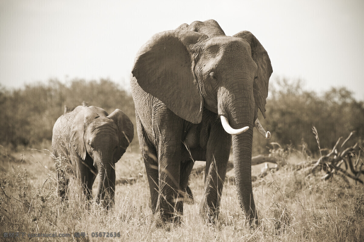 大象 象 树 野外 野生动物 动物世界 陆地动物 生物世界