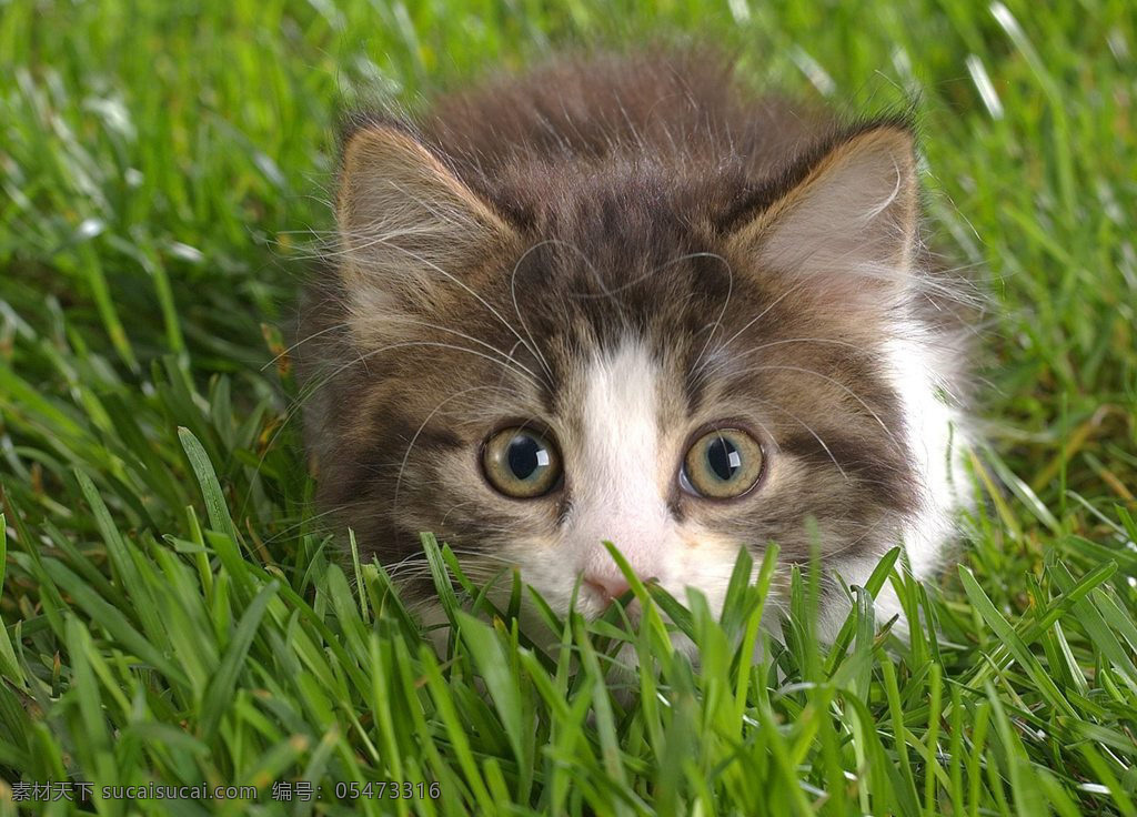 可爱的小猫咪 草地 猫 小猫 可爱 小动物 生物世界 其他生物 摄影图库