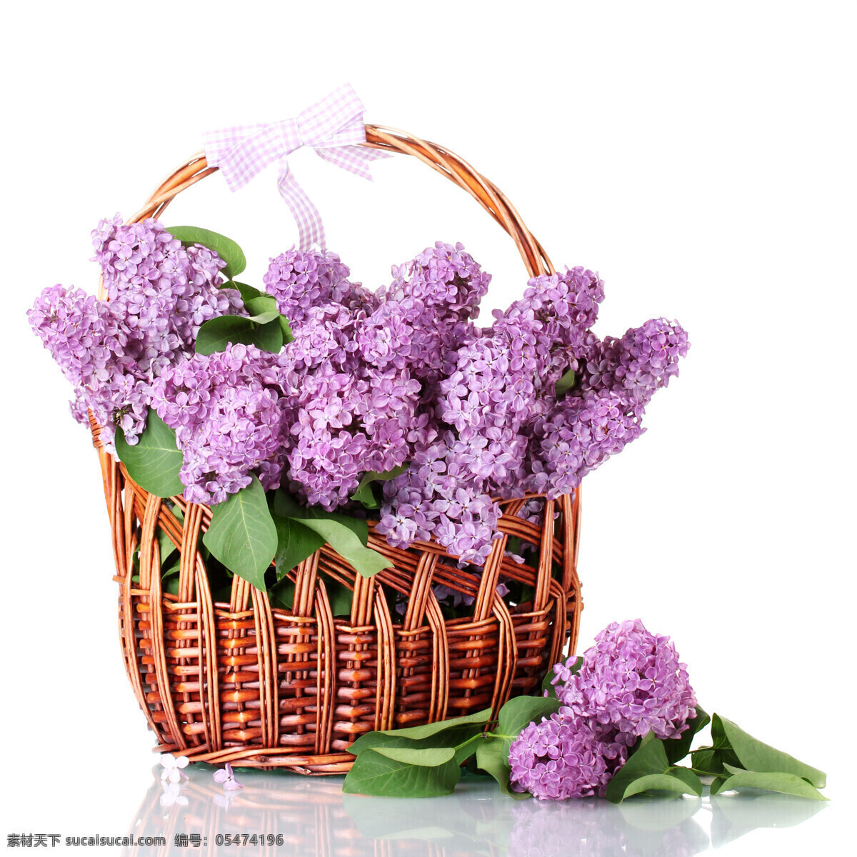 美丽 绣 球花 绣球花 淡紫色花朵 花篮 美丽鲜花 鲜花摄影 美丽花卉 花草树木 生物世界