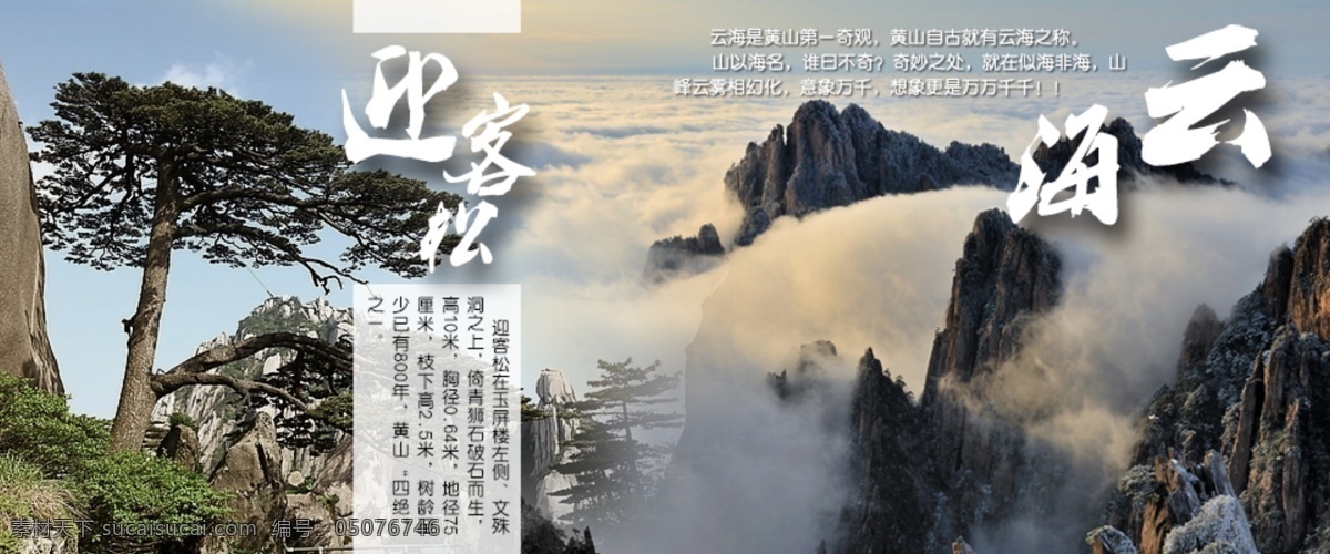 旅游海报 黄山 旅游 海报 迎客松 树 云 山 云海 banner 风景 其他模板 网页模板 源文件