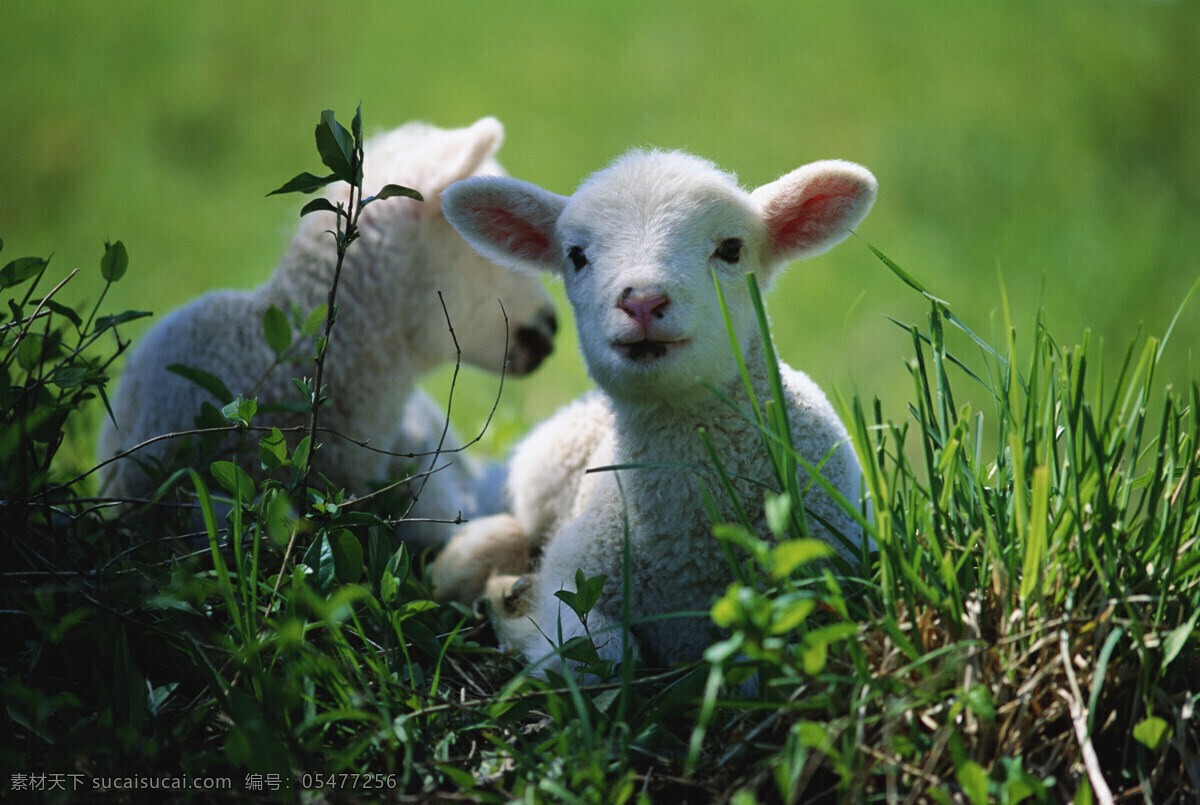 小绵羊 保护环境 保护 环境 草地 温馨 小羊羔 生物世界