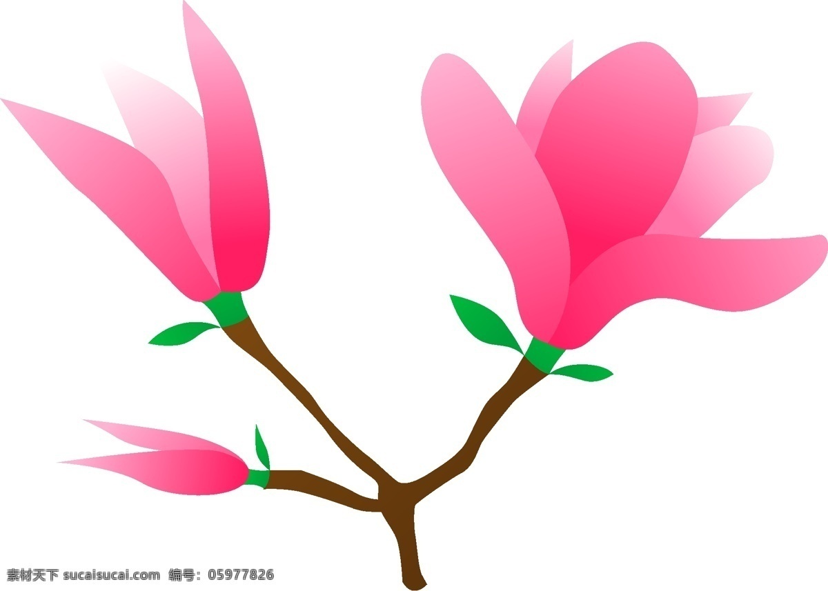 玉兰花 丛生 植物 花朵 粉红色 白色 免 抠 图 粉红色玉兰花 植物花朵 簇状花朵 小清新 唯美 开花 手绘 鲜花