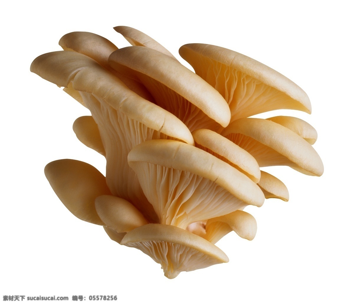 平菇 野生蘑菇 蘑菇汤 蘑菇群 干净的蘑菇 菇类 素材图