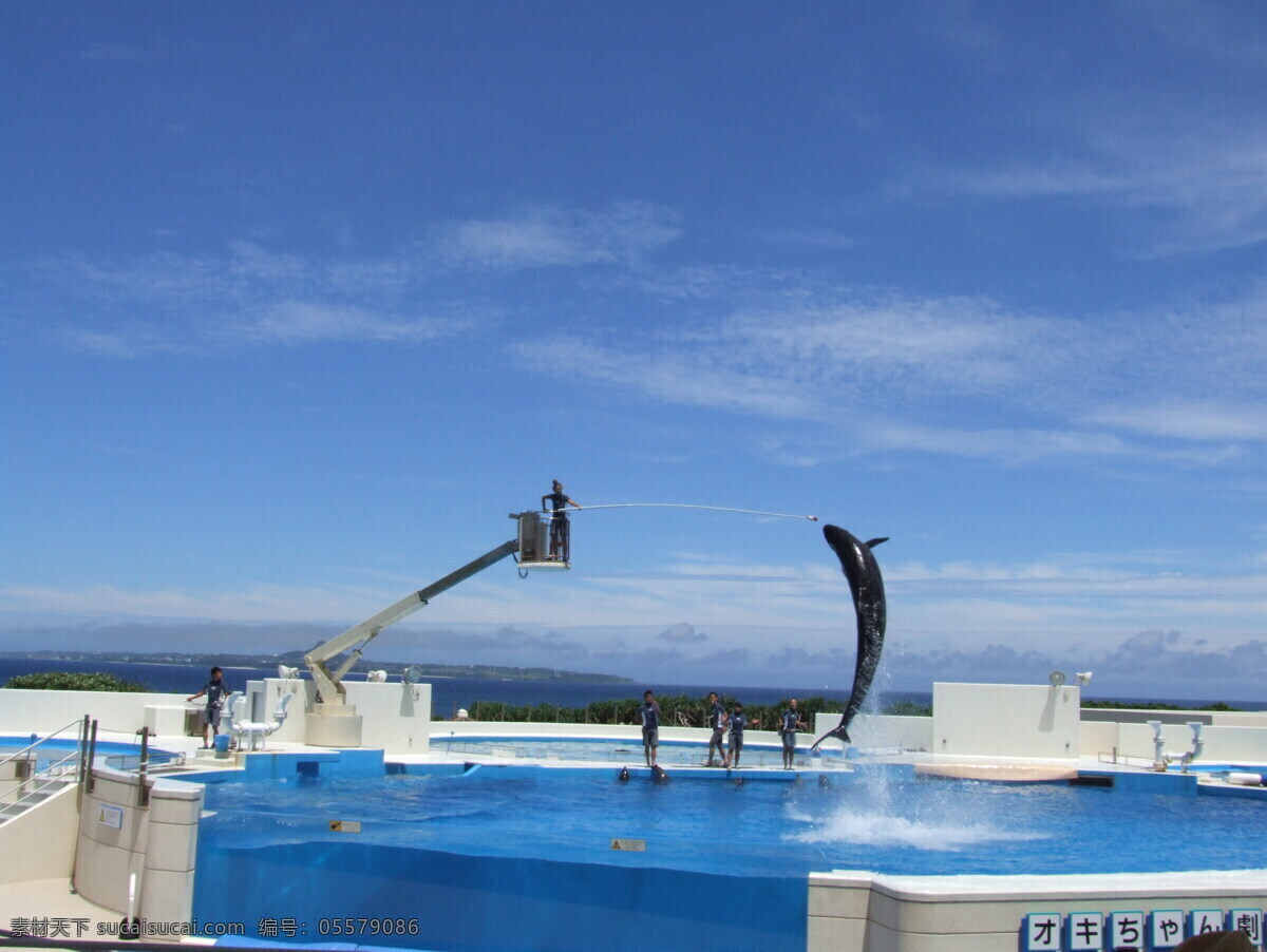 冲绳海豚表演 冲绳 海豚 蓝天 海洋生物 生物世界