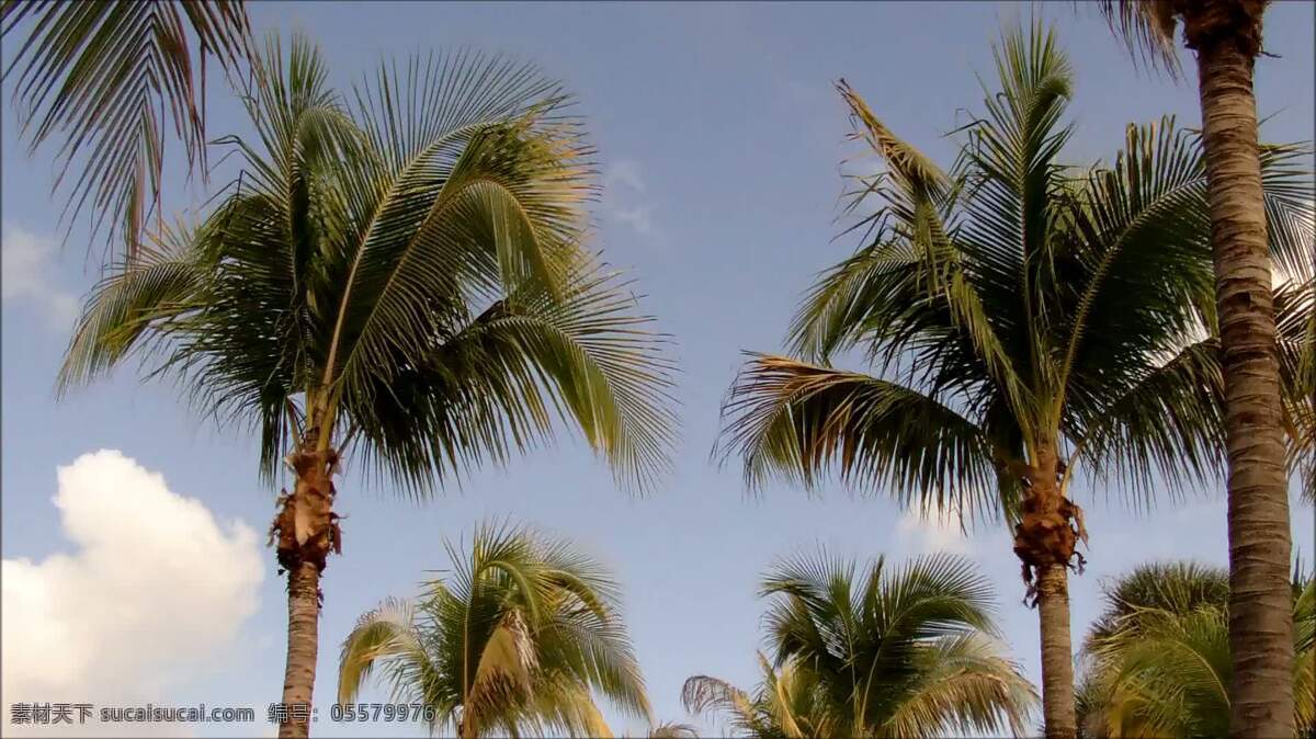 佛罗里达 棕榈树 假期 景观 自然 棕榈 树 叶 胡同 晴朗的 佛罗里达州 海滩 热带的 异国情调的 天堂 蓝色 天空 阳光 挥手 风