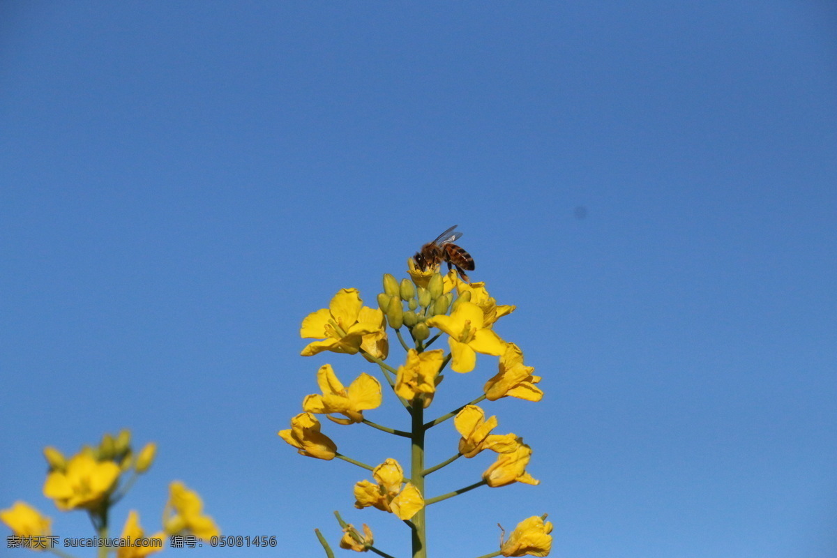 采 蜜 忙 昆虫 梅花 生物世界 小蜜蜂 采蜜忙 争春 斗艳