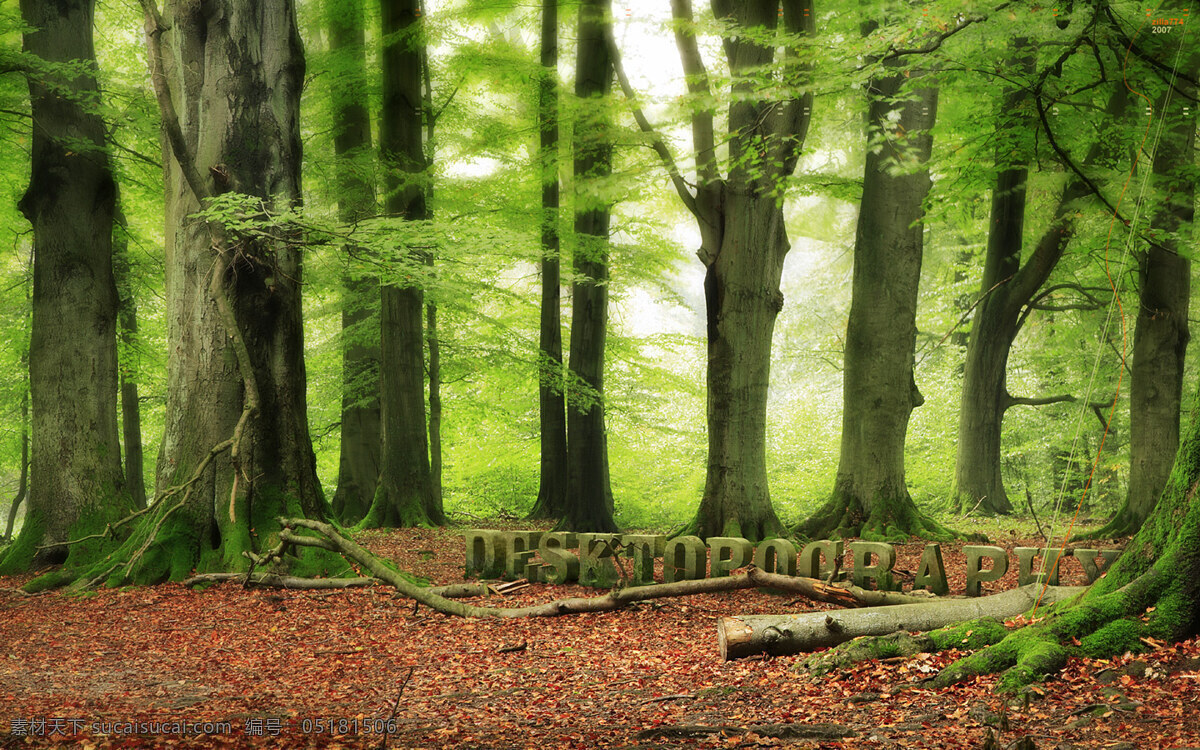 森林 绿 树 森 林 真 好 看 自然景观 自然风景 摄影图库