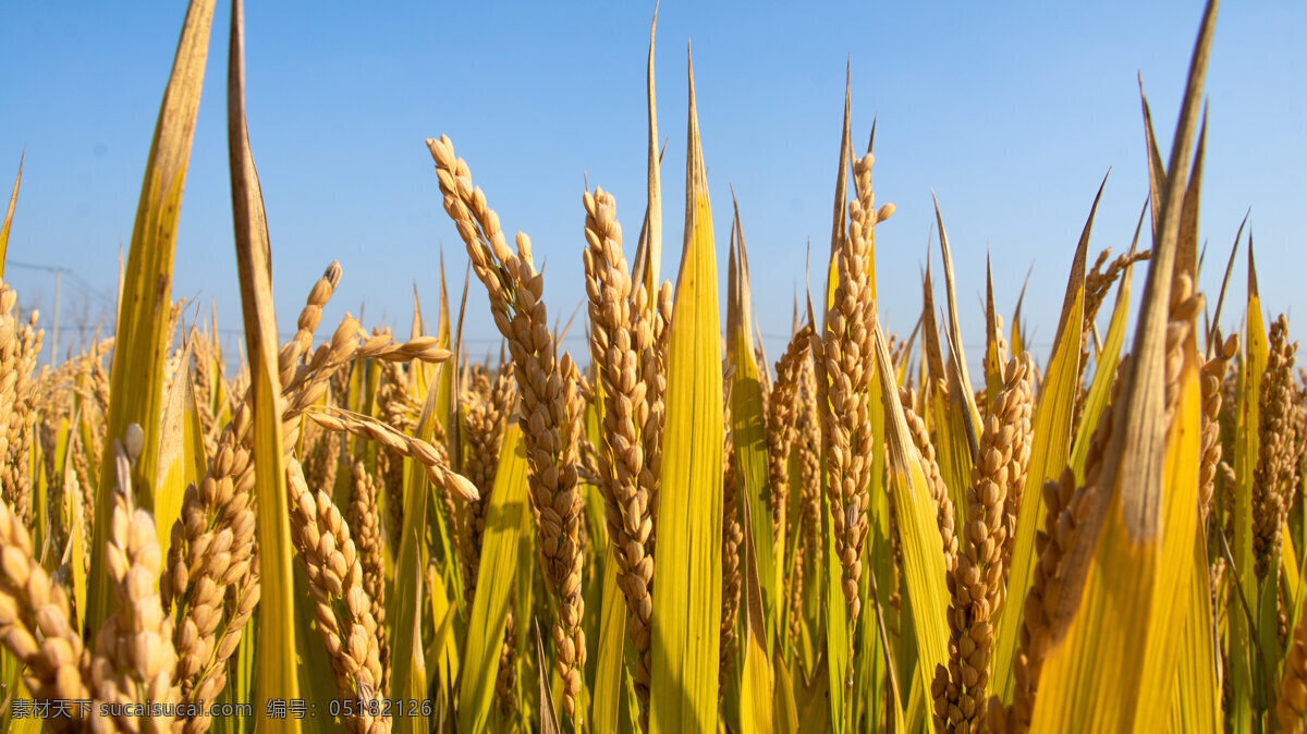 金黄的小麦 小麦 麦子 麦田 麦地 麦穗 青青的麦子 农作物 庄稼 金黄的麦穗 小麦地 农产品 粮食作物 小麦摄影 小麦图片 田园风光 生物世界 其他生物