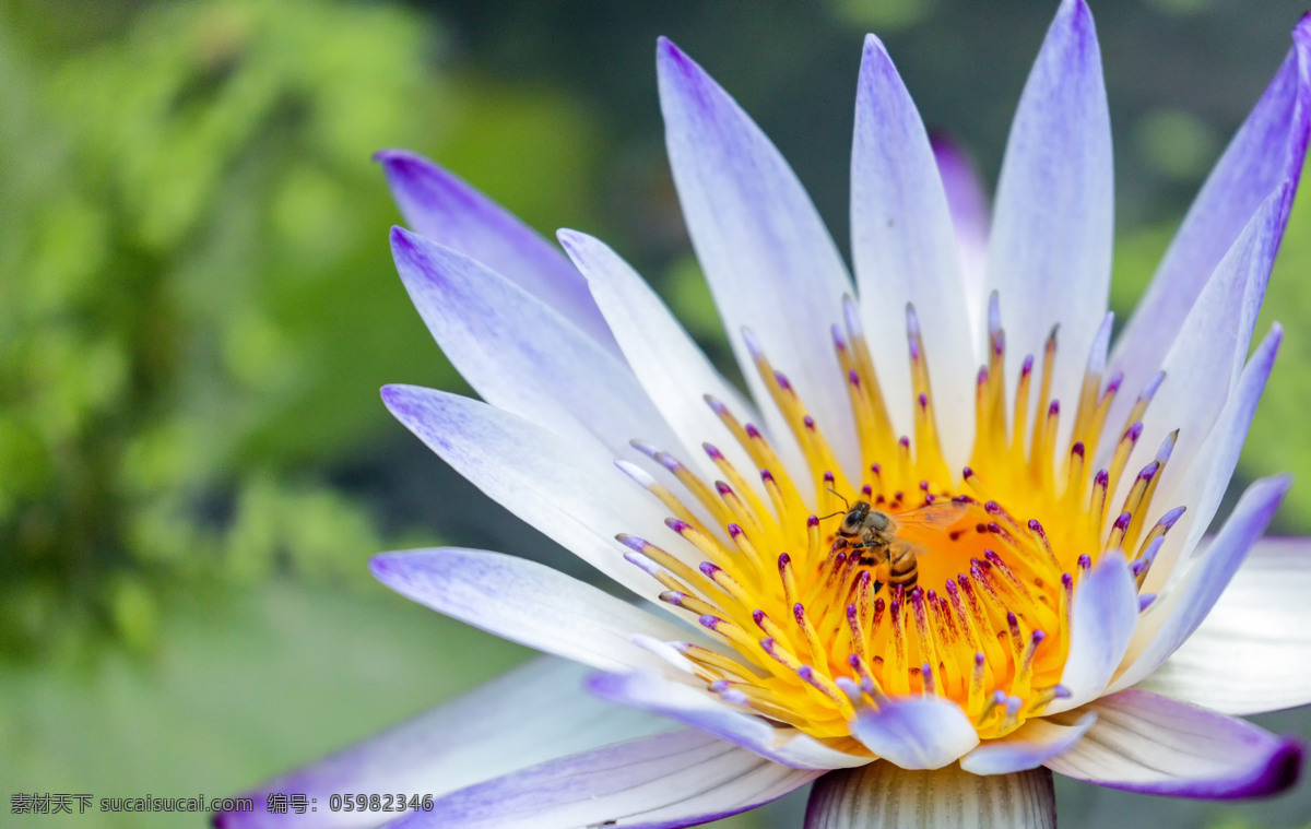蜜蜂采蜜 荷花 植物 花朵 花卉 观赏 美丽 花儿 睡莲 莲花 自然 动物植物 生物世界 花草
