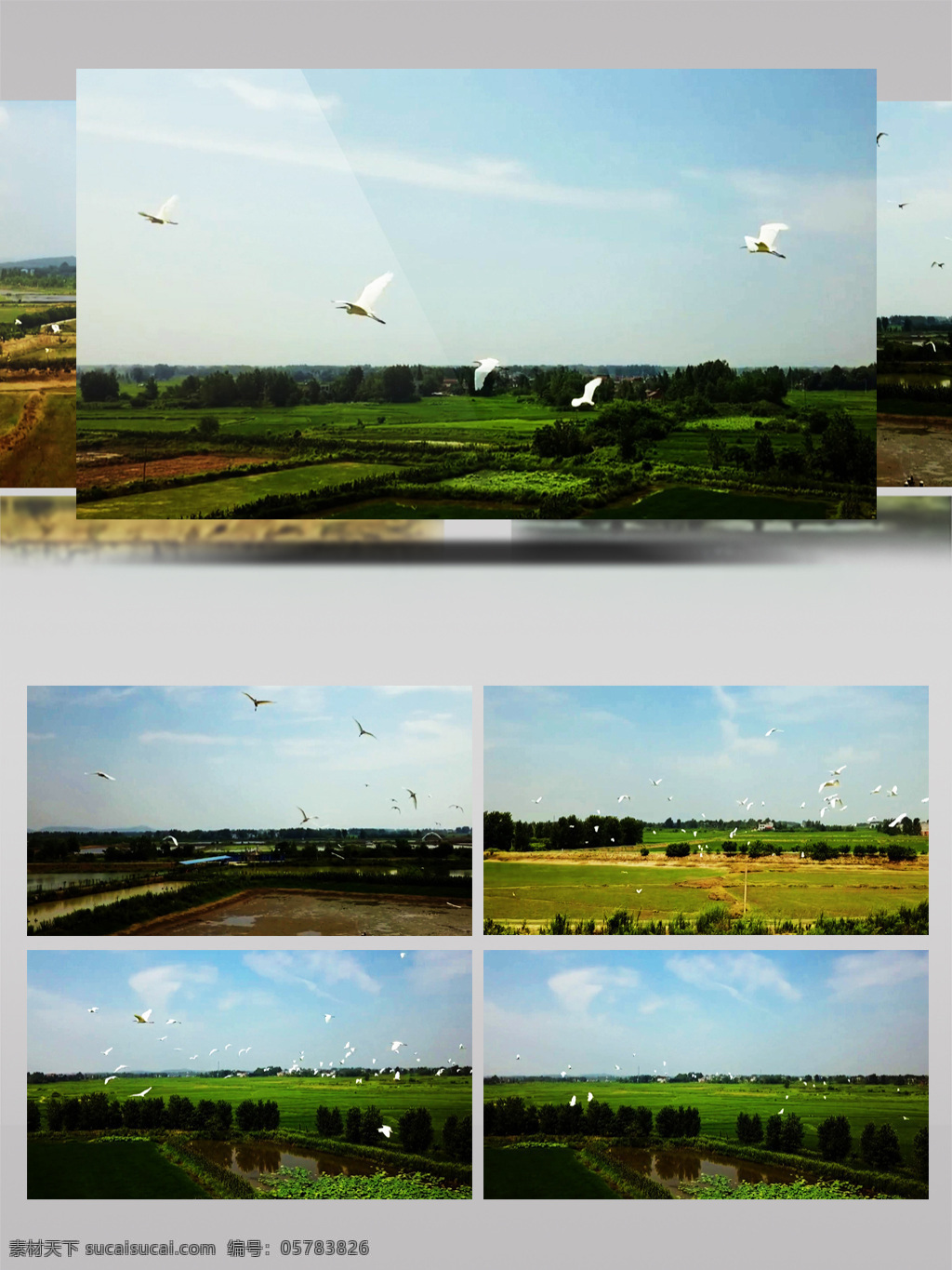 稻田 上方 一群 飞翔 白鹭 水稻 风景 视频 农田
