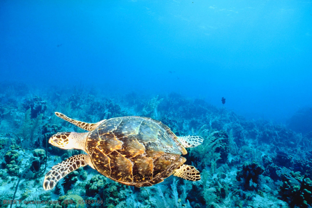 海洋生物 海底世界 海龟 海洋 礁石 生物世界 珊蝴礁石 珊蝴 海底景色