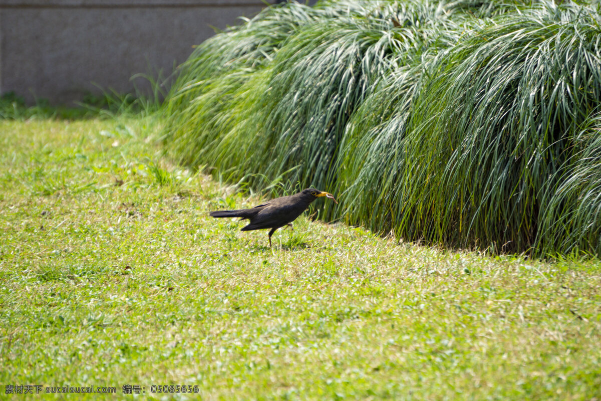 草地 上 黑色 乌鸦 黑色鸟 鸟 尖嘴 小鸟 照片 动物 麻雀 千库原创